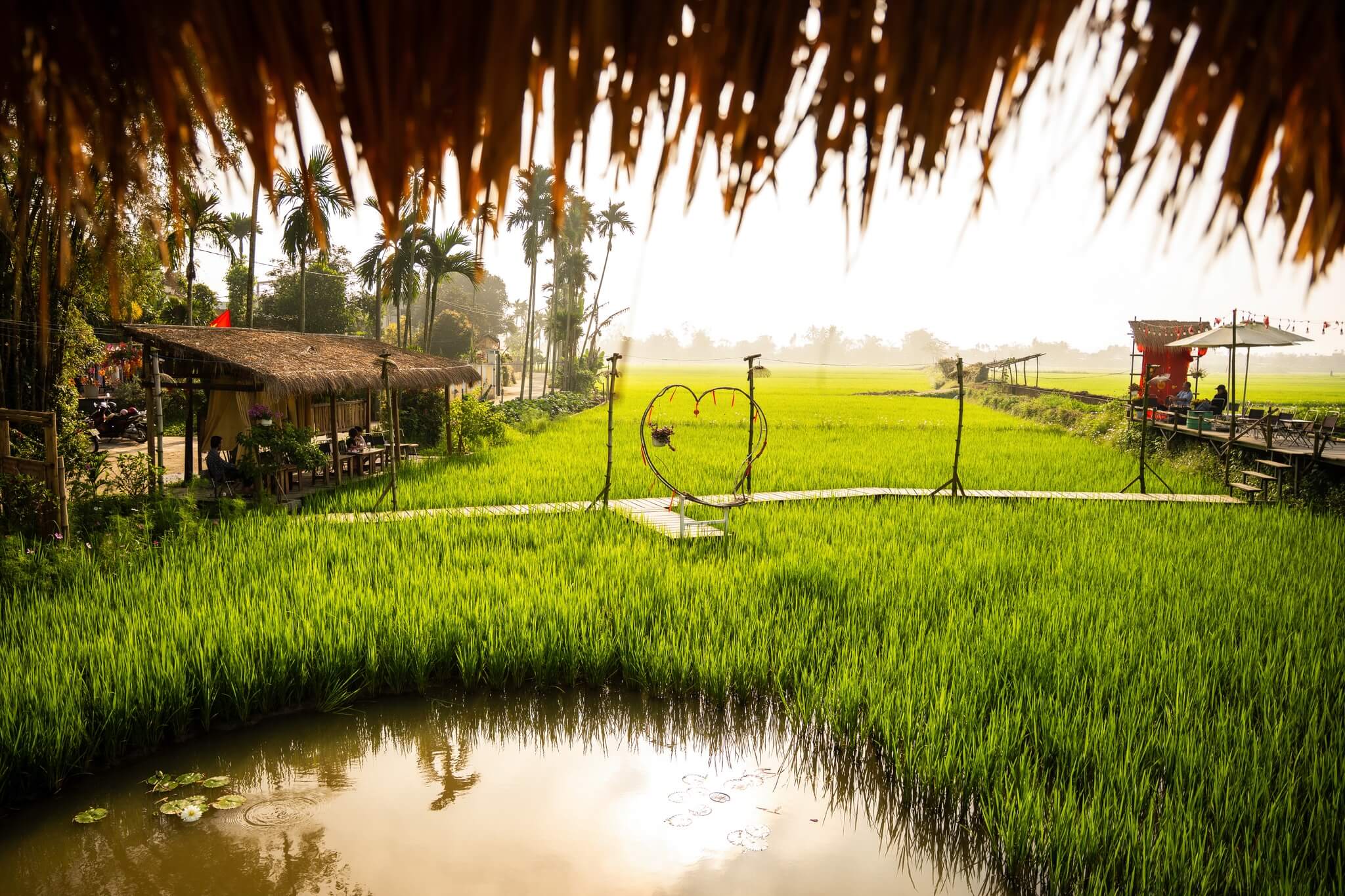 Cánh đồng lúa
